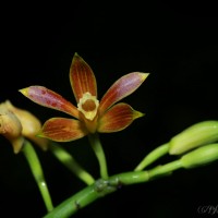 Phaius luridus Thwaites